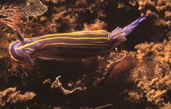 Nudibranch (Hypselodoris villafranca), shot in Baleal, Po... by Joao Pedro Tojal Loia Soares Silva 